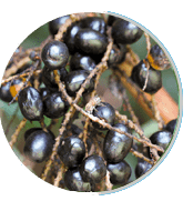 prosta peak ingredients 